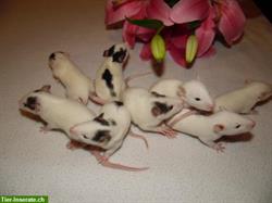 Familienrattenzucht handzahme Ratten Babys