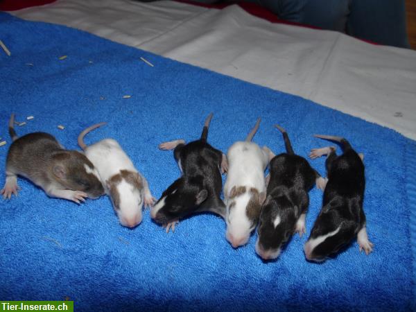 Bild 5: Handzahme Ratten Babys aus Familienrattenzucht