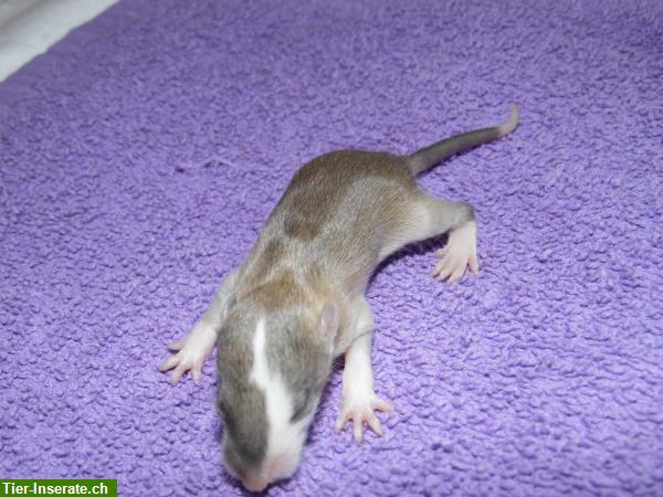 Bild 6: Handzahme Ratten Babys aus Familienrattenzucht