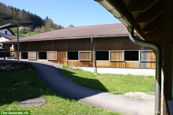 Bild 2: Grosszügige Pferdeboxen in Ausbildungs-/Pensionsstall in Birrwil AG