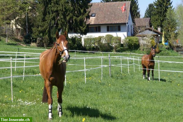 Bild 4: Grosszügige Pferdeboxen in Ausbildungs-/Pensionsstall in Birrwil AG