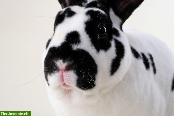 Bild 1: Flauschige Mini Rex Kaninchen zum Liebhaben