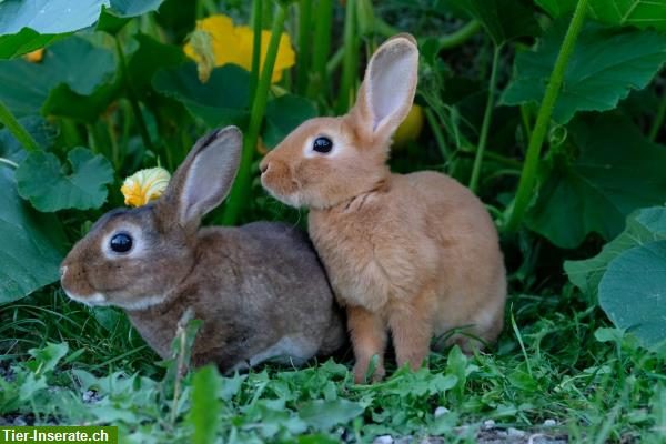 Bild 2: Flauschige Mini Rex Kaninchen zum Liebhaben