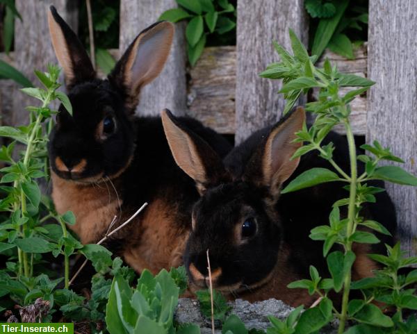Bild 3: Flauschige Mini Rex Kaninchen zum Liebhaben