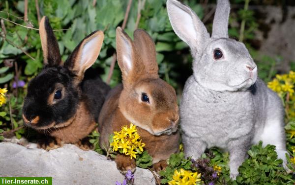 Bild 4: Flauschige Mini Rex Kaninchen zum Liebhaben