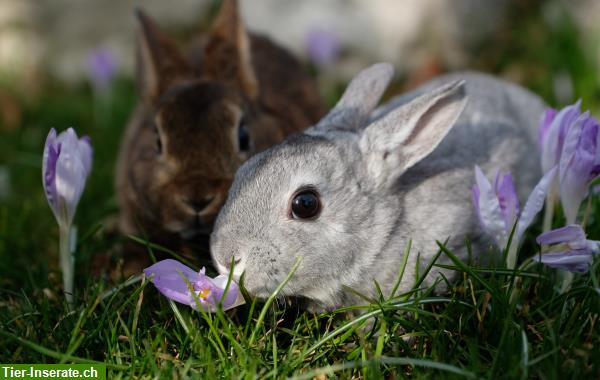 Bild 7: Samtweiche Mini Rex Kaninchen zum Liebhaben