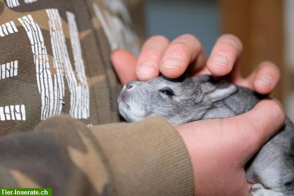 Bild 9: Samtweiche Mini Rex Kaninchen zum Liebhaben