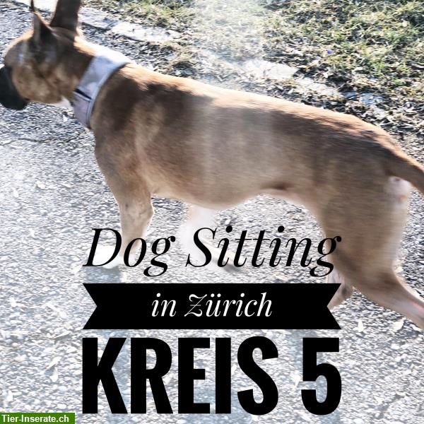 Dog Sitting Zürich | Tages- & Ferienbetreuung für Hunde | ab CHF 45.-/Tag