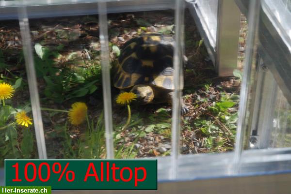 Bild 2: Schildkrötenhaus Top 100, Frühbeet für Schildkröten Alltop 16mm Plexiglas
