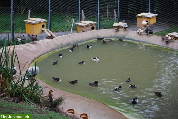 Bild 4: Mandarinenten und andere Enten / Gänse aus eigener Nachzucht