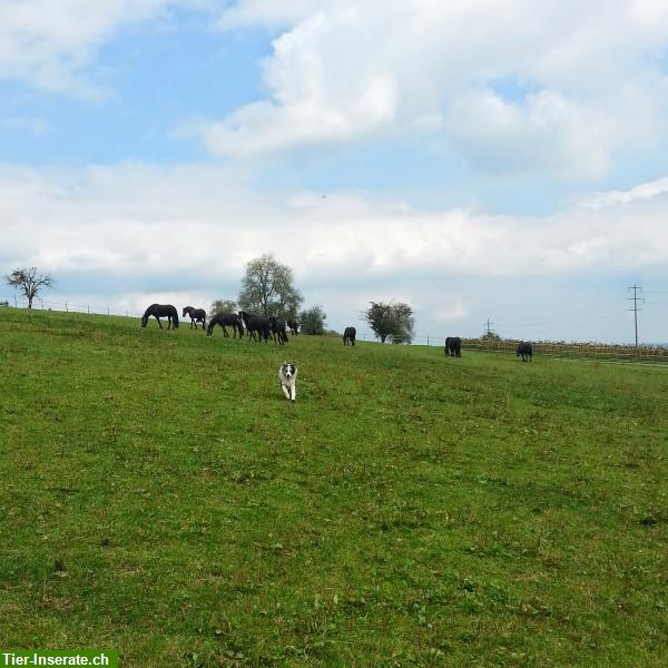 Bild 2: Bieten Ausritt auf Friesenpferden im Rafzerfeld