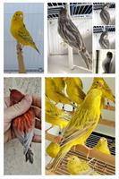 Schöne Kanarienvögel abzugeben