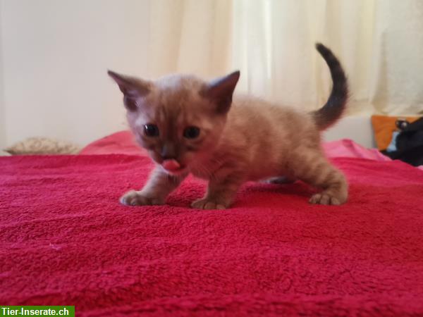 Bild 10: Bengal Kitten Charcoal und Blue aus seriöser Katzenzucht