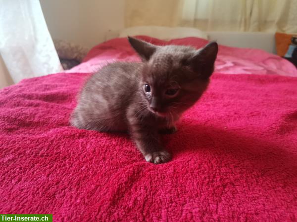Bild 7: Bengal Kitten Charcoal und Blue aus liebevoller seriöser Katzenzucht