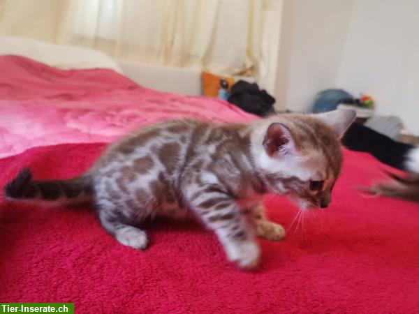 Bild 8: Bengal Kitten Charcoal und Blue aus liebevoller seriöser Katzenzucht