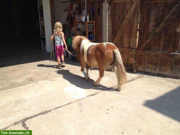 Bild 4: Bieten Reitunterricht, Kindergeburtstag, Pferdetrekking