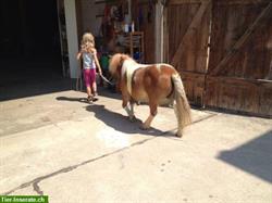 Kinder Reitunterricht mit Pferd und Pony im Thurgau
