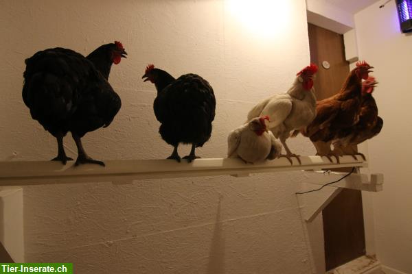 Bild 1: Hühnerstange mit Milbenfalle - Lösung für Hühner gegen Vogelmilben