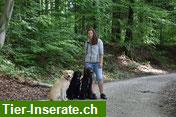 TierSwiss Tierbetreuung für Hunde & Katzen, Region Wohlen/Lenzburg