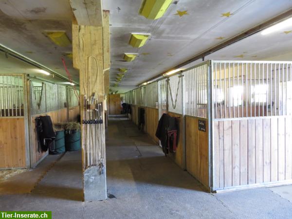 Bild 2: Pferdeboxen zu vermieten, Innen- und Aussenpferdeboxen