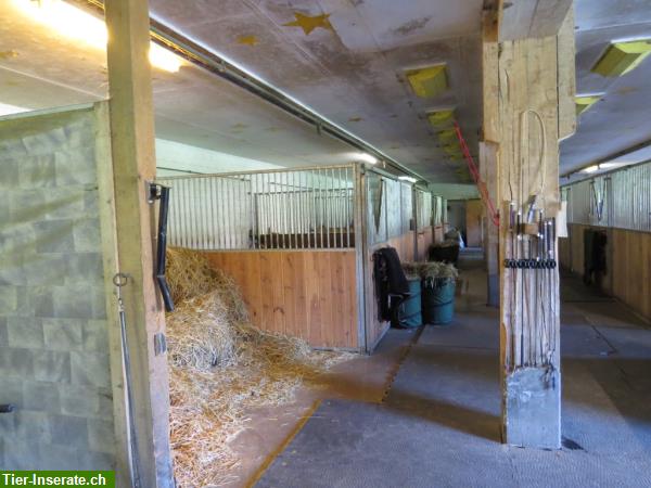 Bild 3: Pferdeboxen zu vermieten, Innen- und Aussenpferdeboxen