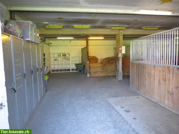 Bild 4: Pferdeboxen zu vermieten, Innen- und Aussenpferdeboxen