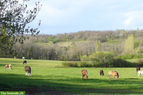 Bild 7: Alters-/Jundpferde-Weide, Natur pur in SW-Frankreich - persönliche Betreuung