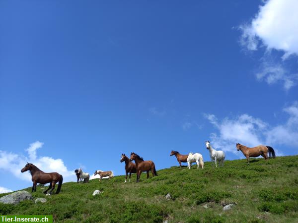 Bild 1: Freie Sömmerungsplätze für Pferde auf schöner Alp im Graubünden