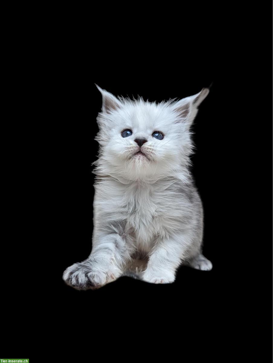 Bild 3: Hochsilberne Maine Coon Kitten