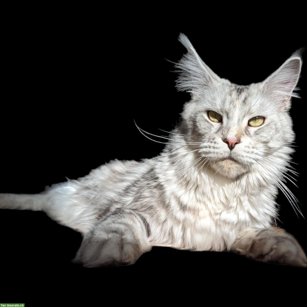 Bild 4: Hochsilberne Maine Coon Kitten