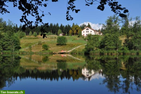 Bild 5: Chalet Urlaub in Naturschutzgebiet mit Badesee in den Südvogesen