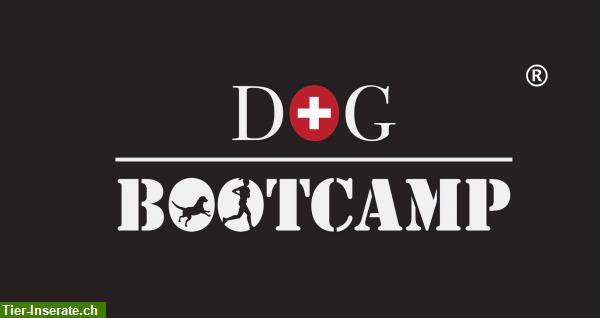 Dog Bootcamp Zürcher Oberland / Sport & Spass