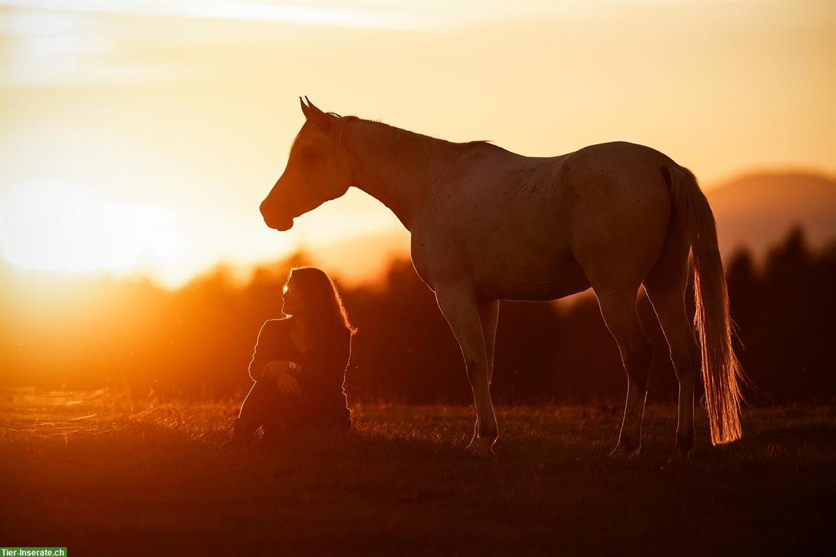 Bild 5: Professionelle Tierfotografie, Pferdeshooting, Fotoshooting