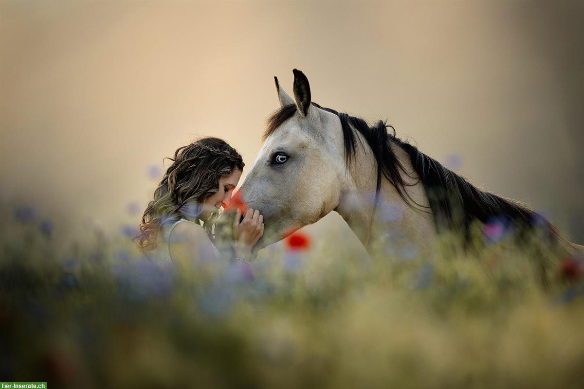 Bild 6: Professionelle Tierfotografie, Pferdeshooting, Fotoshooting