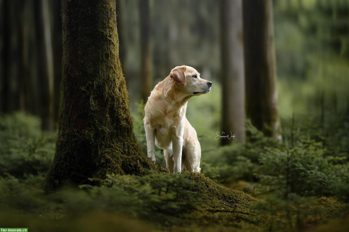 Bild 10: Professionelle Tierfotografie, Hundeshooting, Fotoshooting
