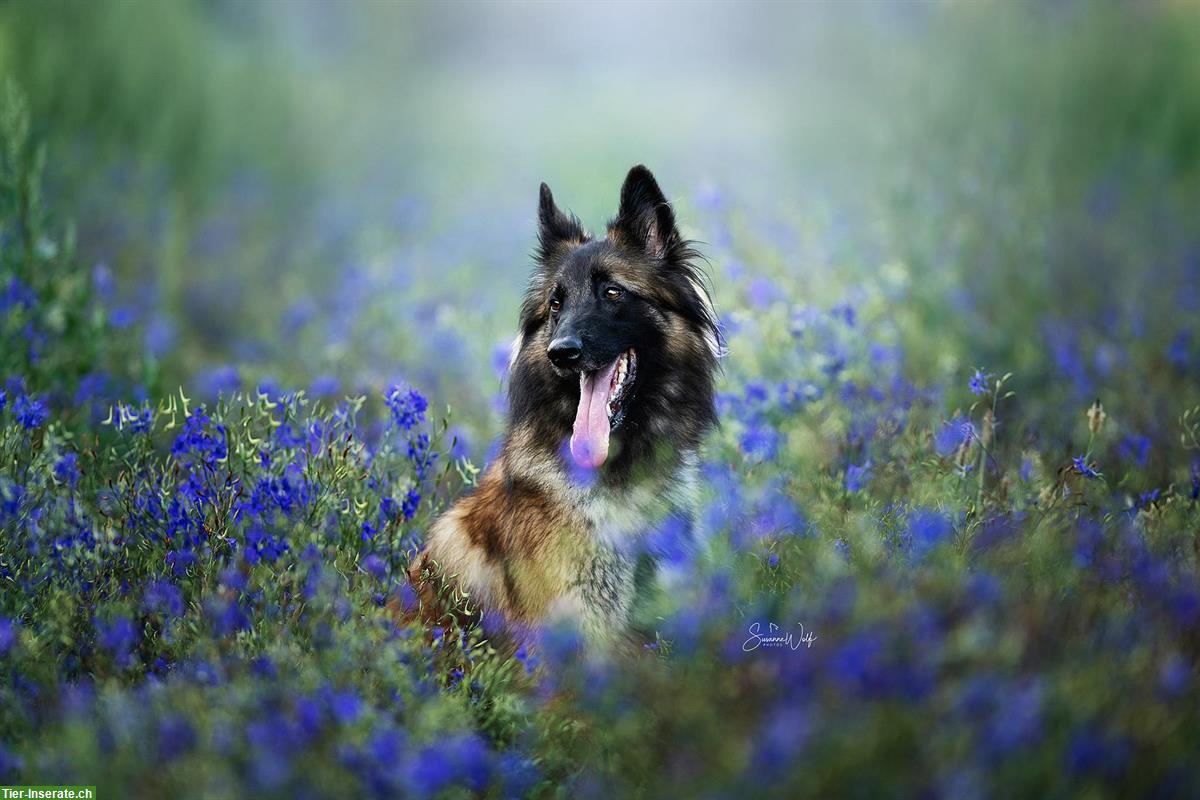 Bild 3: Professionelle Tierfotografie, Hundeshooting, Fotoshooting