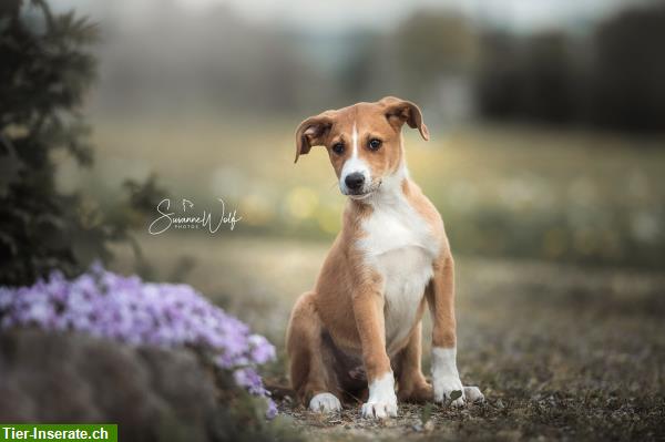 Bild 4: Professionelle Tierfotografie, Hundeshooting, Fotoshooting