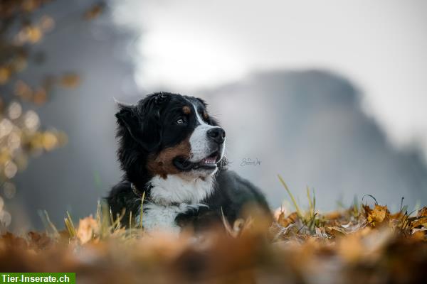 Bild 5: Professionelle Tierfotografie, Hundeshooting, Fotoshooting