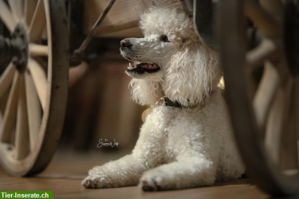 Bild 6: Professionelle Tierfotografie, Hundeshooting, Fotoshooting
