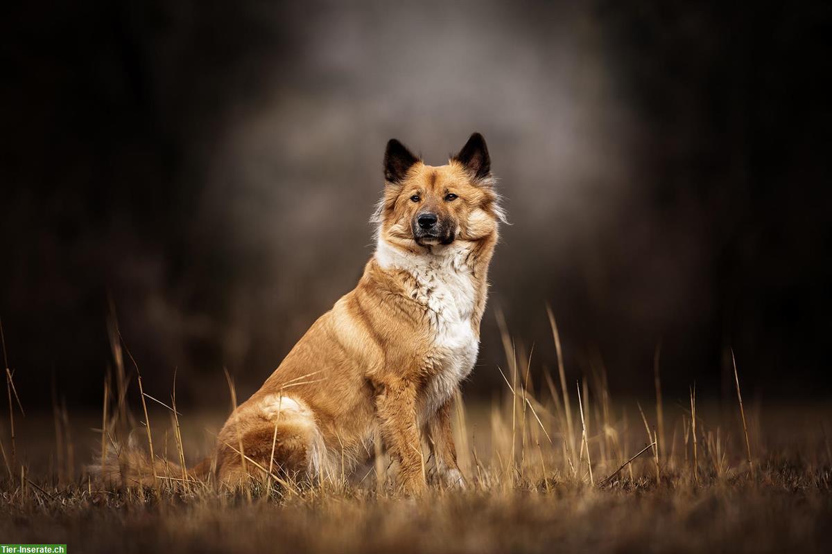Bild 9: Professionelle Tierfotografie, Hundeshooting, Fotoshooting