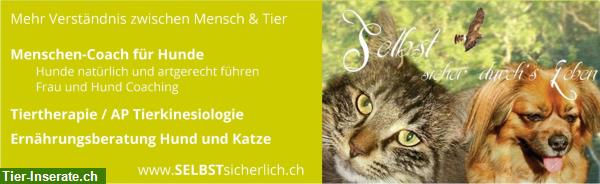 Coaching für Hunde-Menschen - Hundefutter Test Schweiz