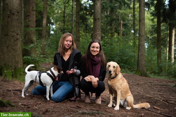 Bild 3: Hundetraining | Hundeschule OHANA Zürich & Aargau
