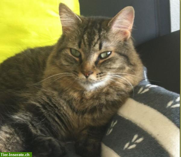 Bild 1: Katze "Mythos" vermisst, ein 12-jähriger Maine Coon Kater