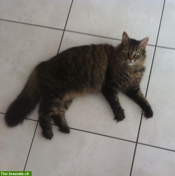 Bild 3: Katze "Mythos" vermisst, ein 12-jähriger Maine Coon Kater