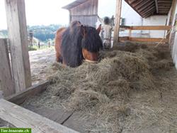 Bieten Einstellplätze für Pferde in der Steiermark