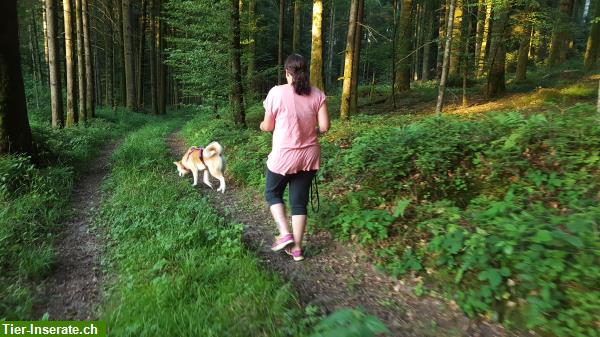 Bild 3: Mantrailing Einsteiger Workshop, Personensuche mit Hund