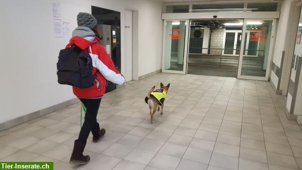 Bild 4: Mantrailing Einsteiger Workshop, Personensuche mit Hund