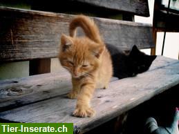 Bild 2: NEU: Katzen Spielmaus für ihre Lieblinge