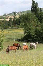 Auszeit für stoffwechselkranke Pferde in Frankreich