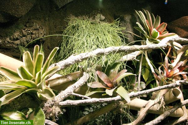 Bild 7: Regenwaldterrarium für Taggeckos, Phelsumen, Typ R03
